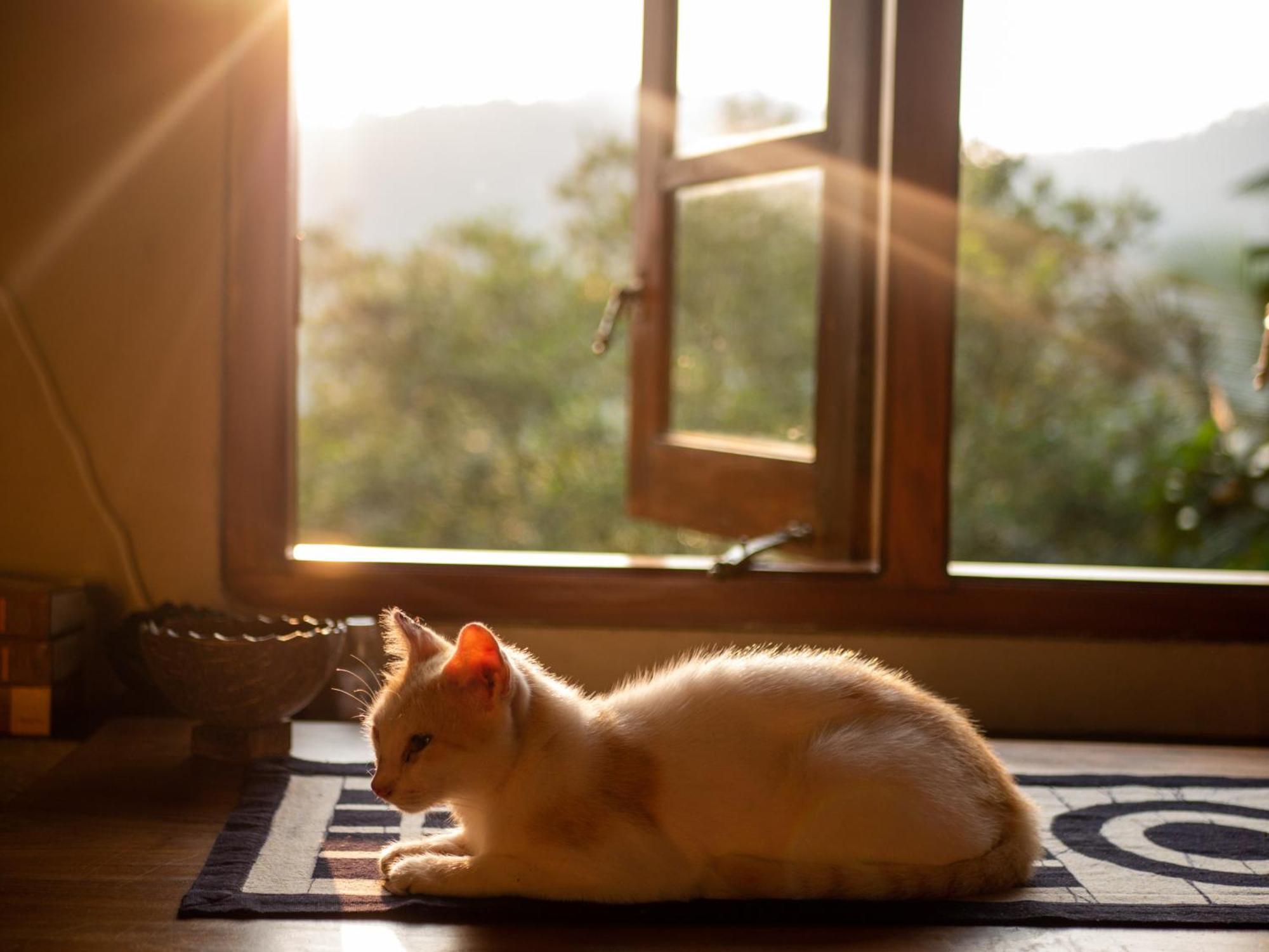 Singharaja Garden Agro Eco Lodge Pelawatta  Zewnętrze zdjęcie